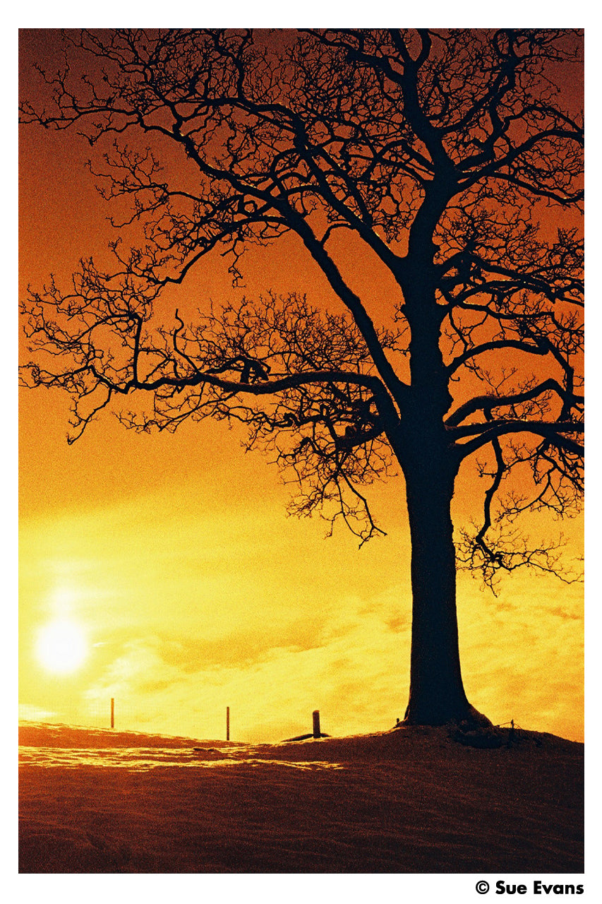 HARMAN RED 125 - REDSCALE 120 ROLL FILM