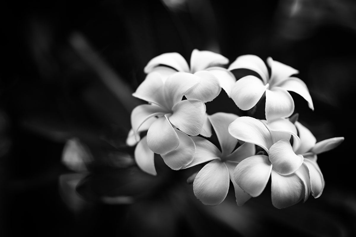 Black and white flowers